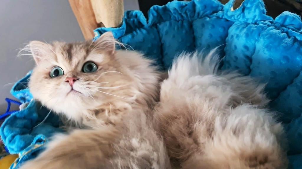 LIEFSTE Brits / britse langhaar dekkater met STAMBOOM
