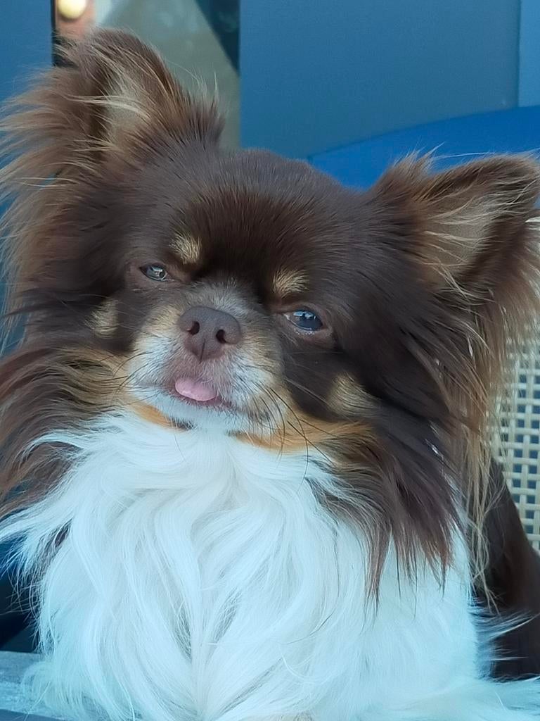 Dekreu Chihuahua (niet te koop), Dieren en Toebehoren, 6 jaar of ouder, Reu, Parvo, Eén hond