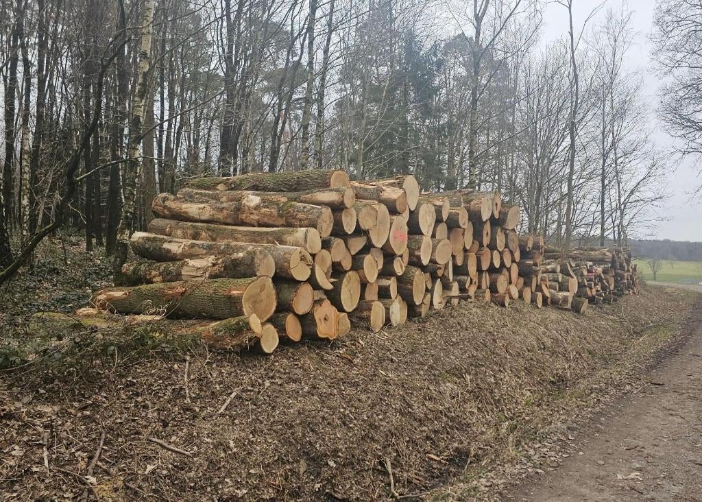 Brandhout stammen (Eik,Beuk,Essen,Berken), 6 m³ of meer, Verzenden, Overige houtsoorten, Stammen