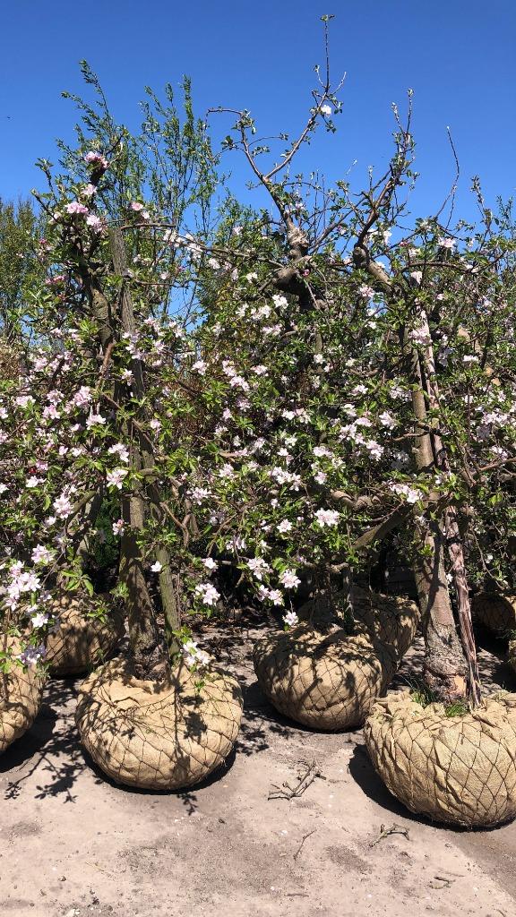 De mooiste oude volwassen appelbomen klein en groot vanaf 13, Ophalen, Appelboom, Lente