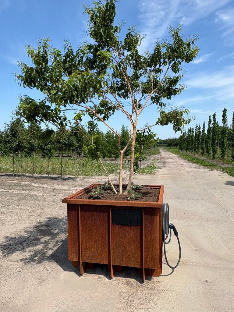 Exclusieve cortenstalen design boombak – nieuw, Ophalen, 100 cm of meer, Vierkant, Nieuw