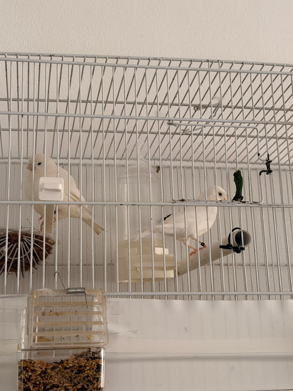 Koppel kanarie, Dieren en Toebehoren, Vogels | Overige Vogels, Meerdere dieren