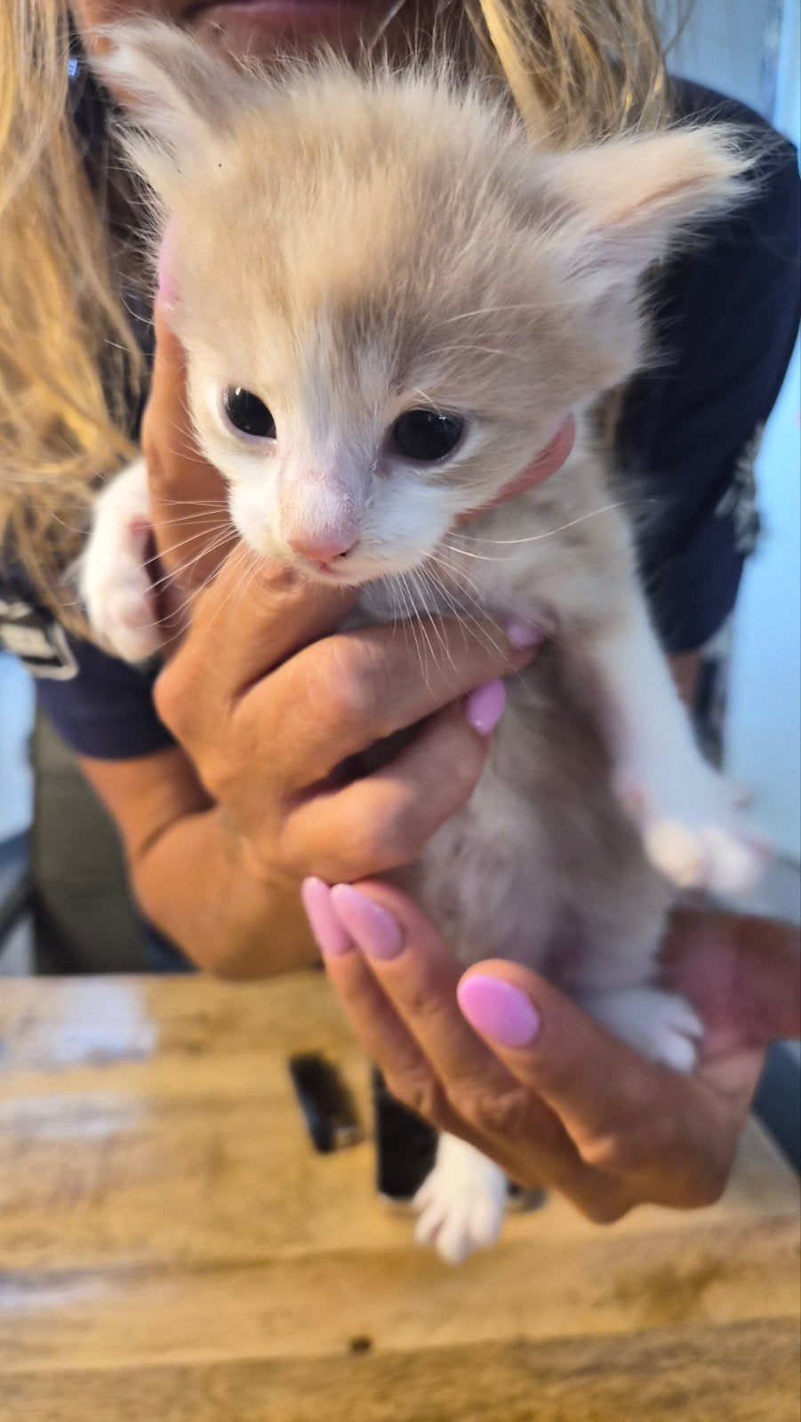nog 2 katertjes kruizing noorse boskat x maincoon xl, Kater, Langharig, 0 tot 2 jaar