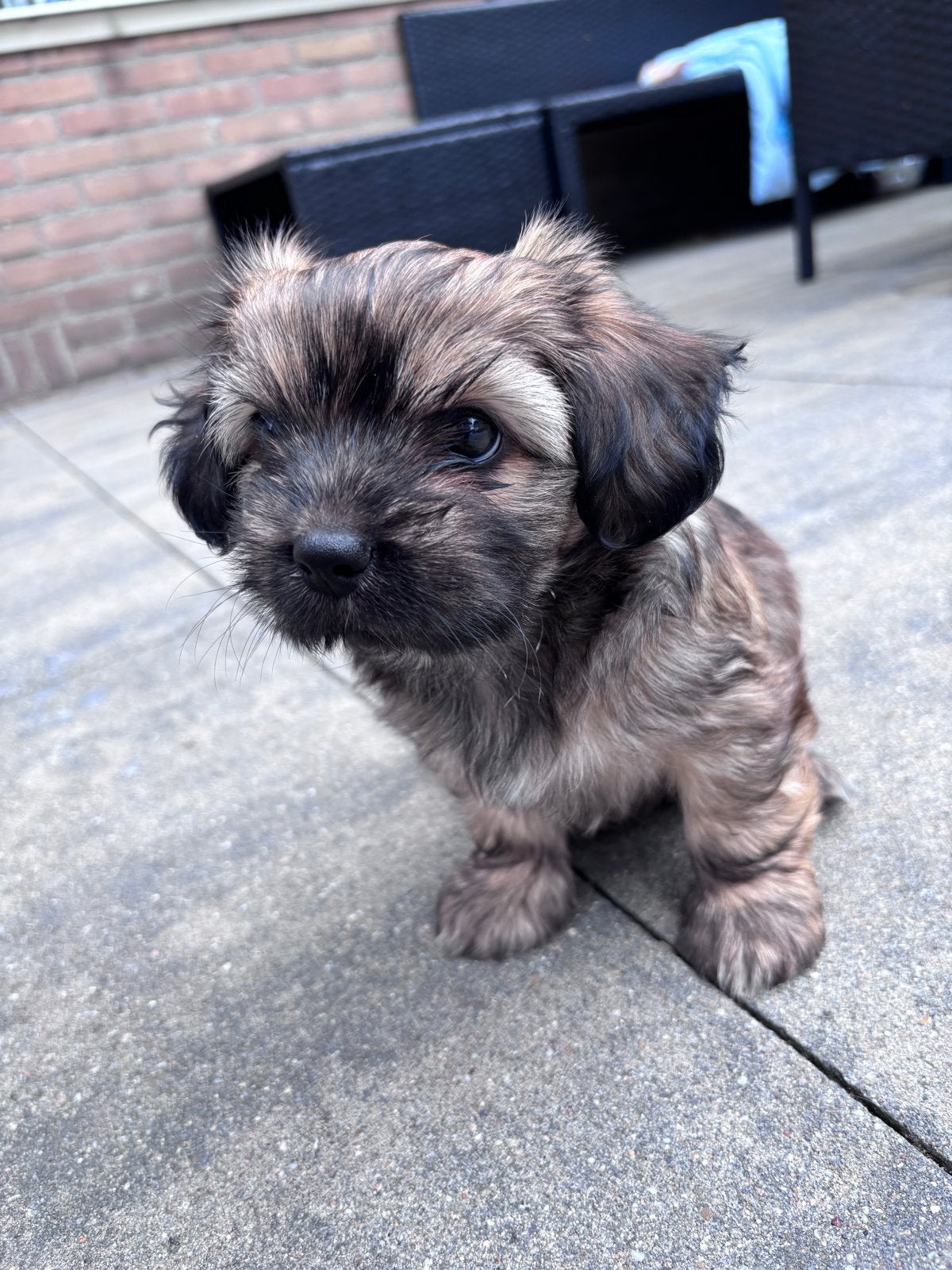 Boomer, Parvo, 8 tot 15 weken, Meerdere, Meerdere dieren