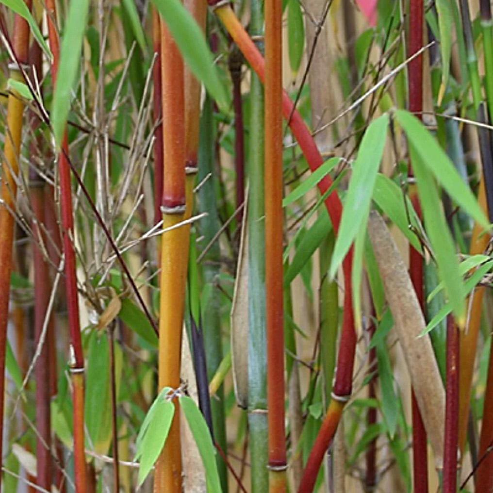 Bamboe Fargesia jiuzhaigou (niet woekerend) 9x volwassen, Tuin en Terras, Planten | Tuinplanten, Vaste plant, Overige soorten