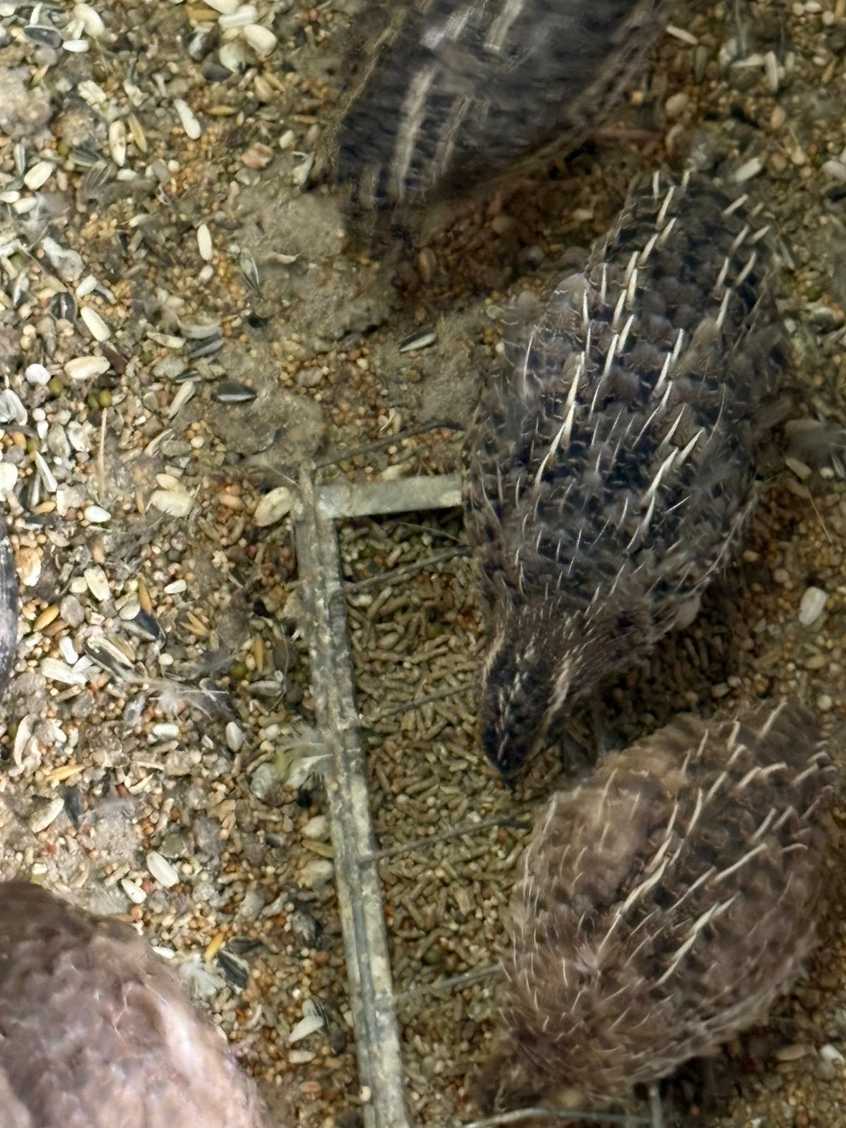Jumbo kwartels, Meerdere dieren