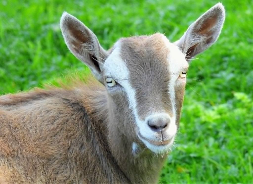 jonge Toggenburger bok, Dieren en Toebehoren, Schapen, Geiten en Varkens, Mannelijk, Geit, 0 tot 2 jaar