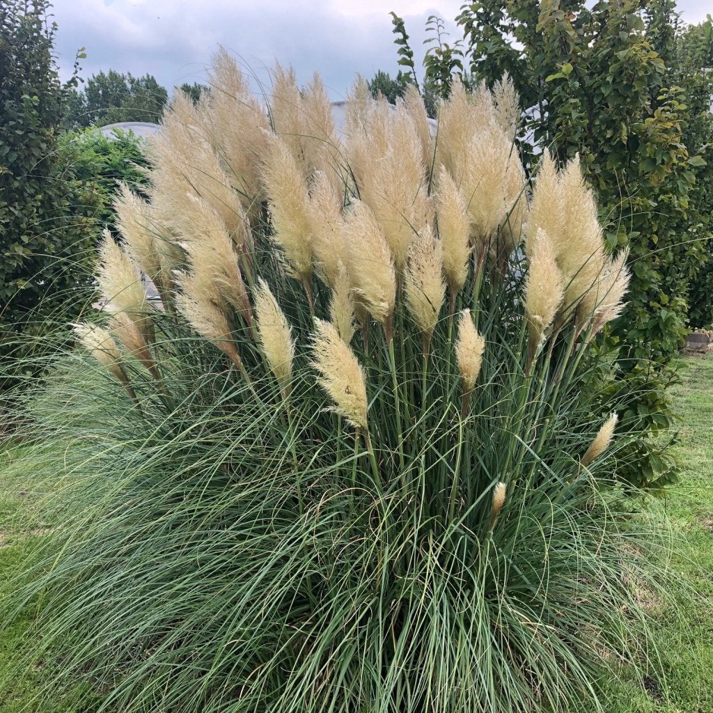 Cortaderia Seloana, Pampasgras, siergras met kwantum korting, Tuin en Terras, Ophalen of Verzenden, Vaste plant
