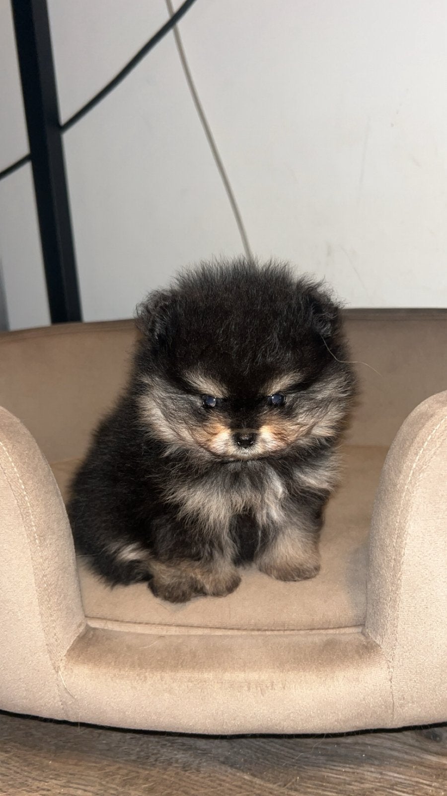 Prachtige mini pomeranian pups, Dieren en Toebehoren, Honden | Poolhonden, Keeshonden en Oertypen, Keeshond, 8 tot 15 weken, Parvo