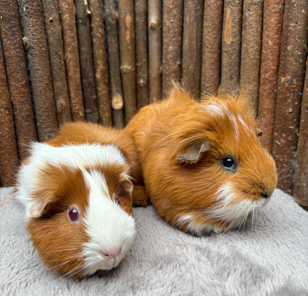 Cavia Zeugje Cherry en castraat Fido, Dieren en Toebehoren, Knaagdieren, Meerdere dieren, Cavia, Februari, Tam