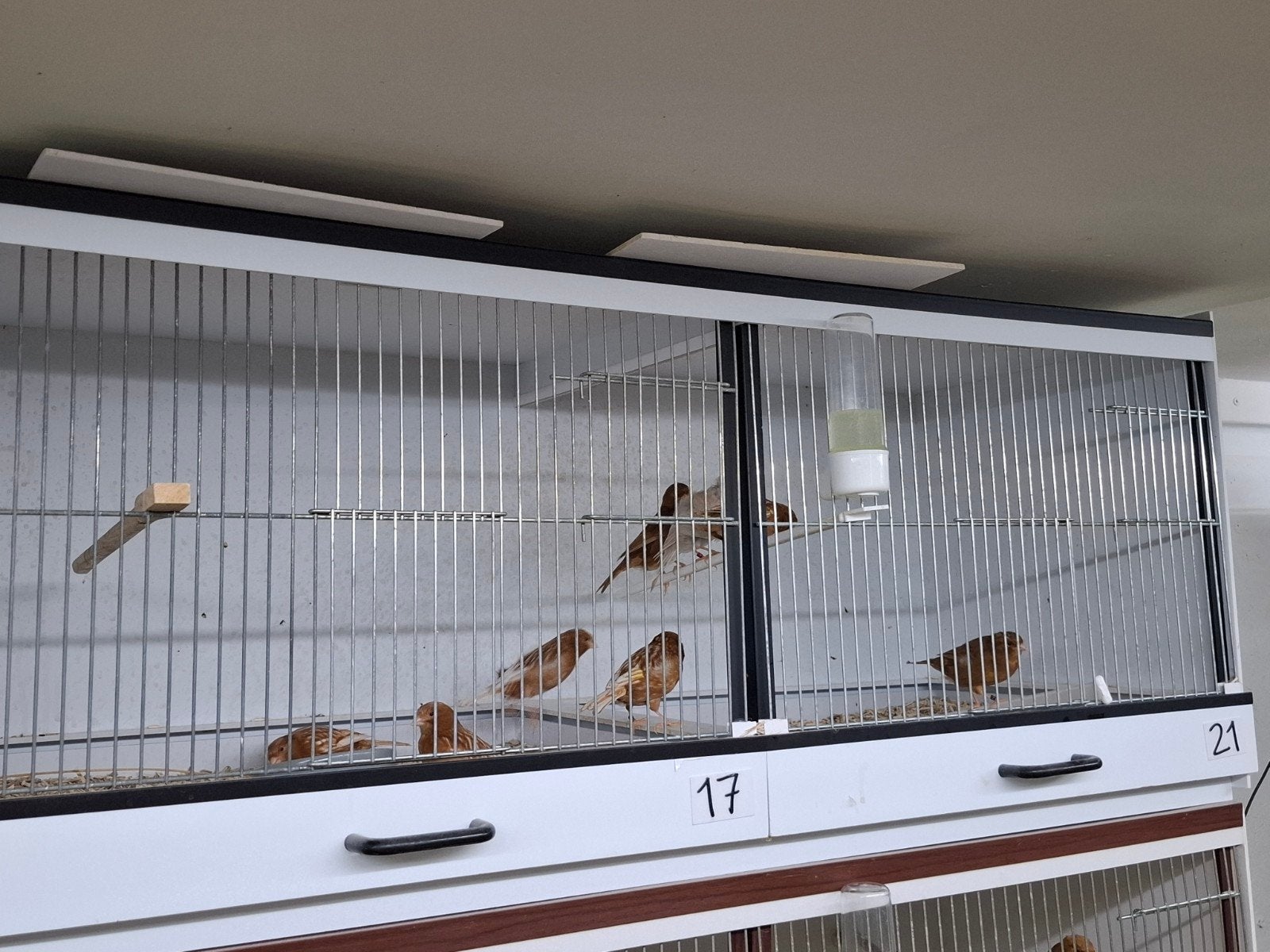 Bakker broedkooi 3 maanden oud., Dieren en Toebehoren, Ophalen, Zo goed als nieuw, Kunststof, Broedkooi of Kweekkooi