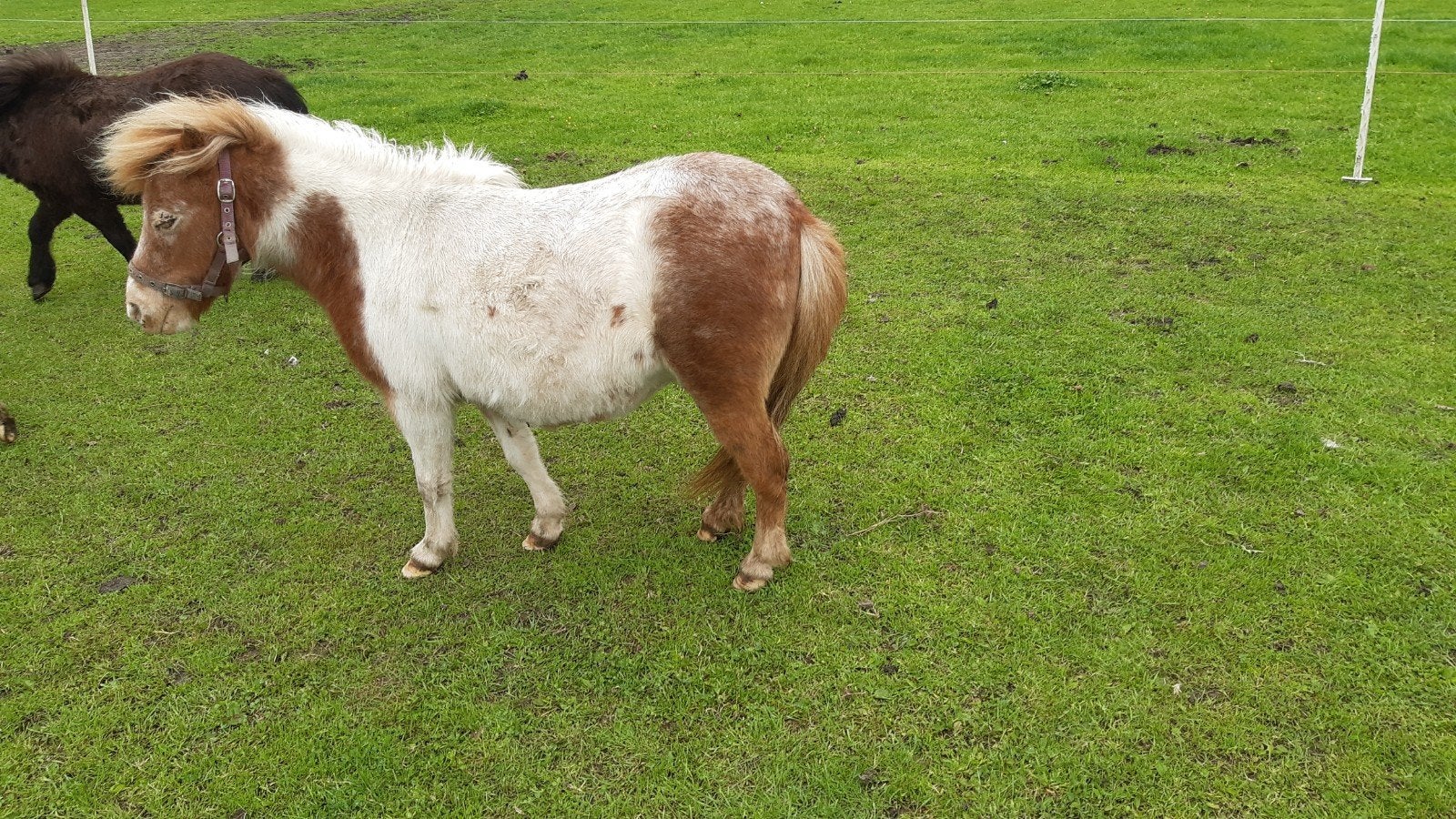 Mini merrie, Dieren en Toebehoren, Merrie