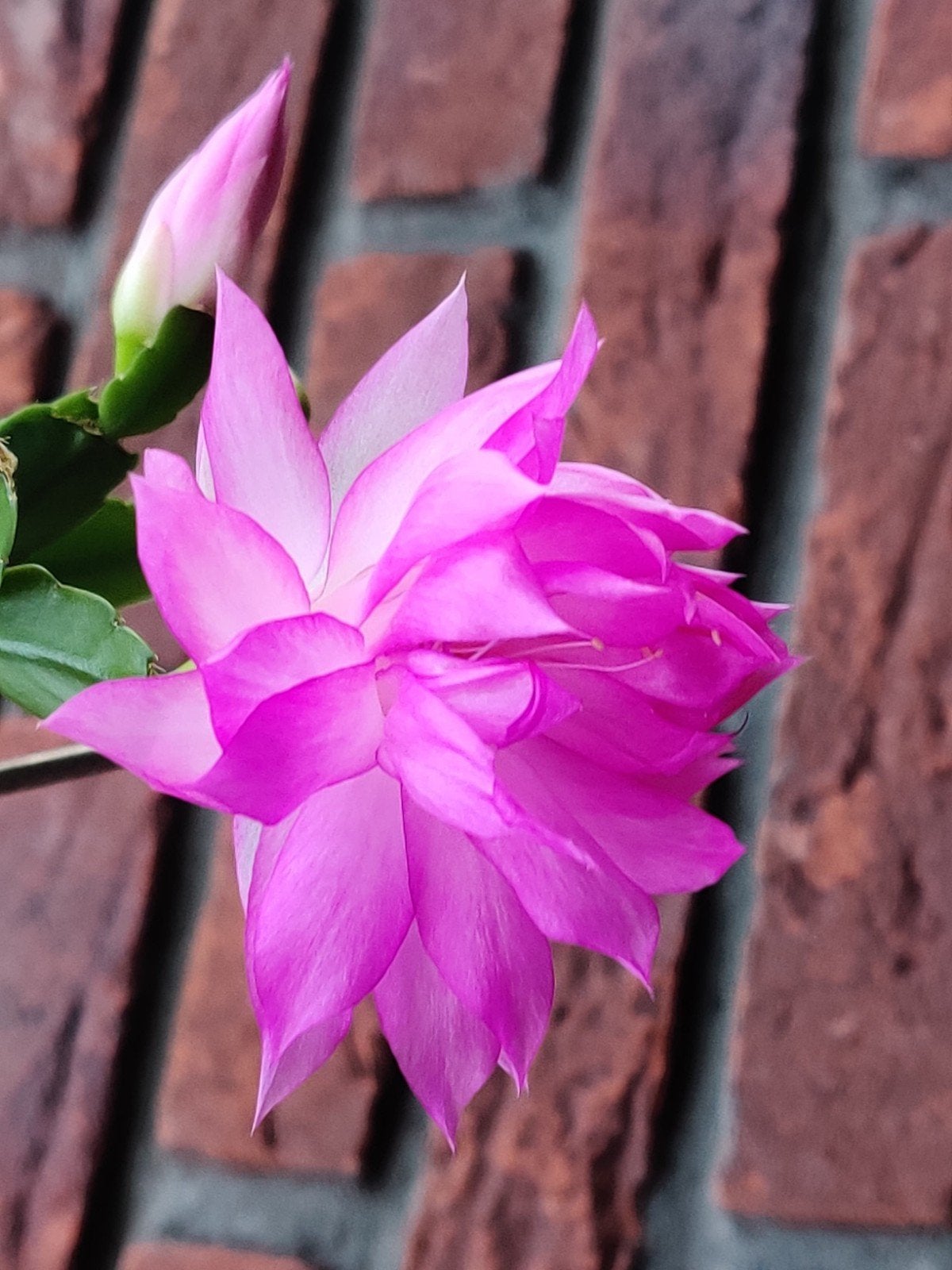 Schlumbergera 'Blushing Sugar' (double) stek ongeworteld, Verzenden, Halfschaduw, Minder dan 100 cm