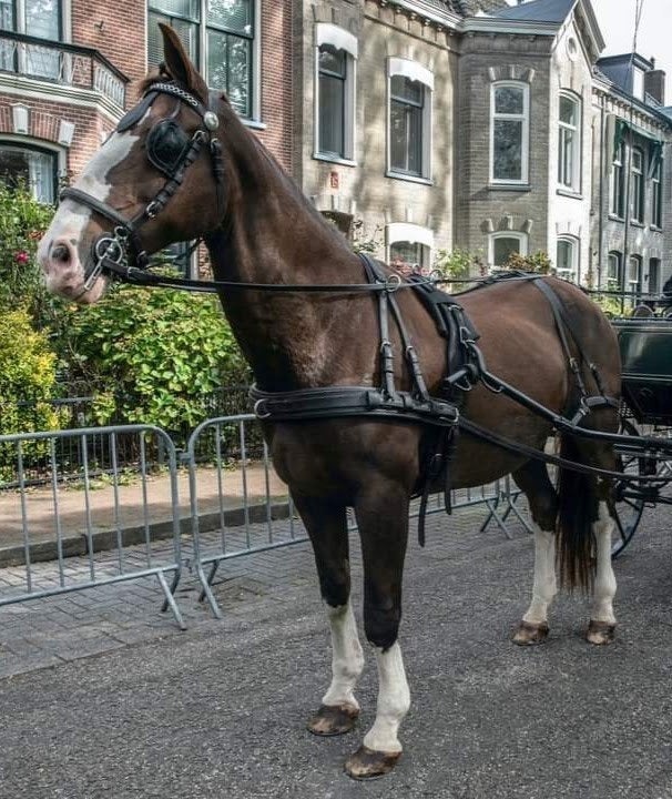 Men tuig paard, Ophalen of Verzenden, Overige soorten