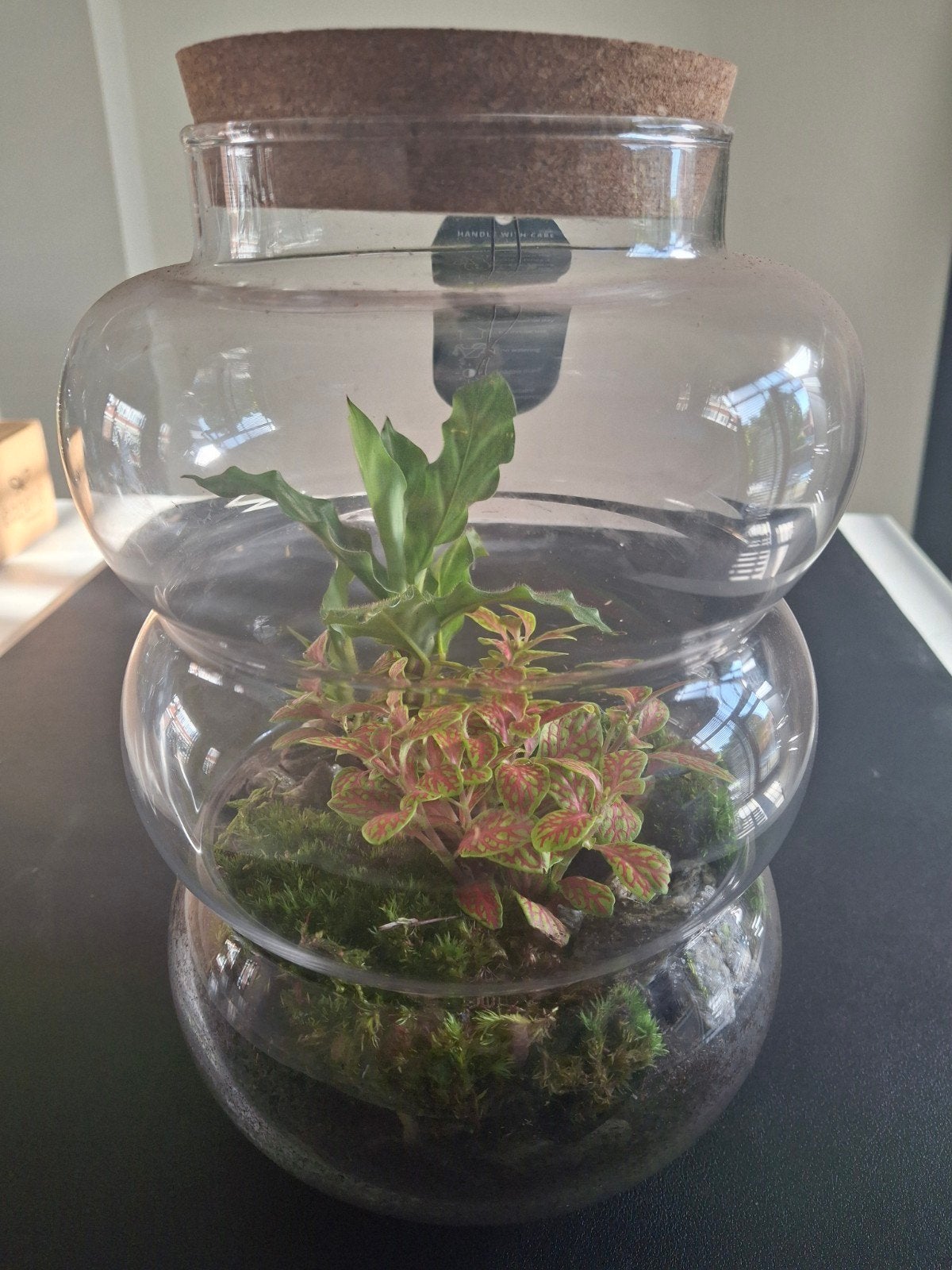 Terrarium met plantjes, Ophalen, Halfschaduw, Minder dan 100 cm