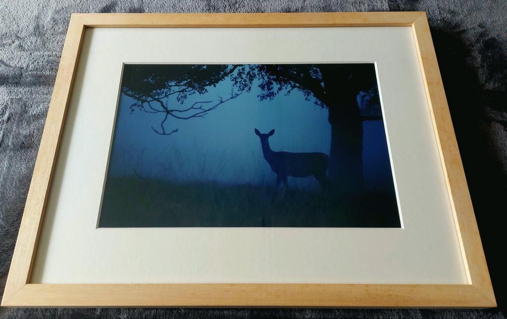 Hert in avondschemering (foto) ... Barthwissellijst ..., Antiek en Kunst, Kunst | Tekeningen en Foto's, Ophalen of Verzenden