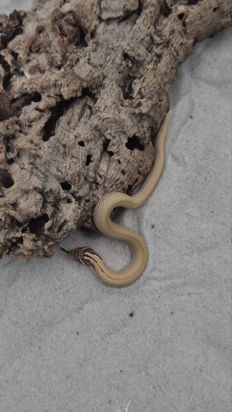 Haakneusslang het snow Hognose Snake photo 4