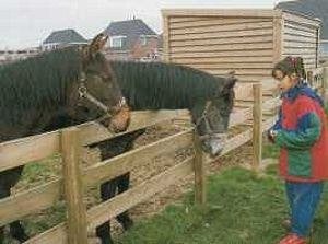 Houten Paard rijbak 20 X 40 mtr