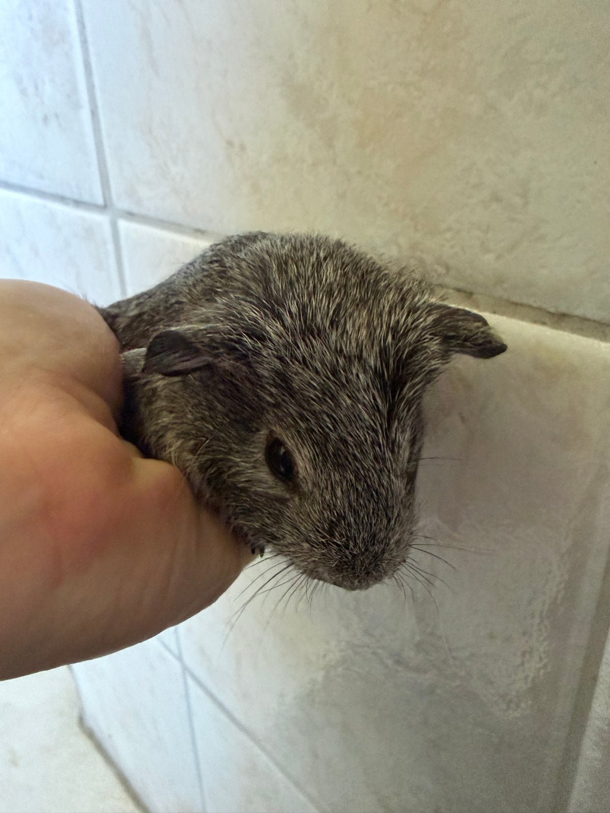 Cavia beertjes geboren 7 mei, Cavia, Mannelijk, Mei, Tam