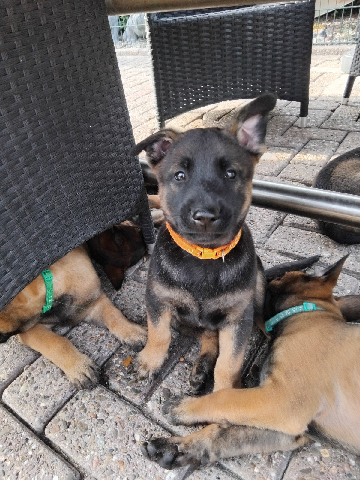 Mh pups, Parvo, 8 tot 15 weken, Meerdere, Meerdere dieren
