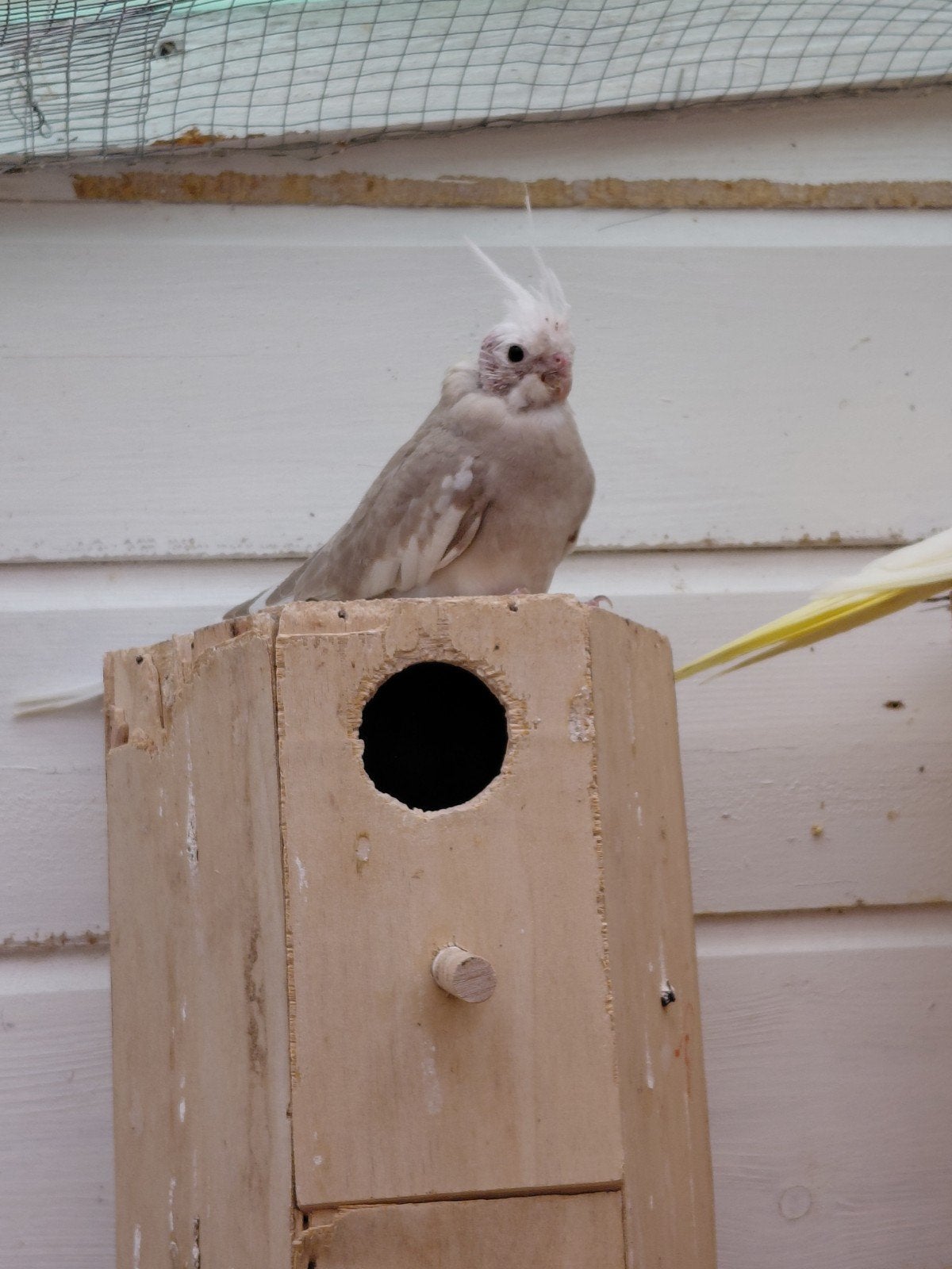2 jonge valkparkieten, Dieren en Toebehoren, Vogels | Overige Vogels, Geslacht onbekend