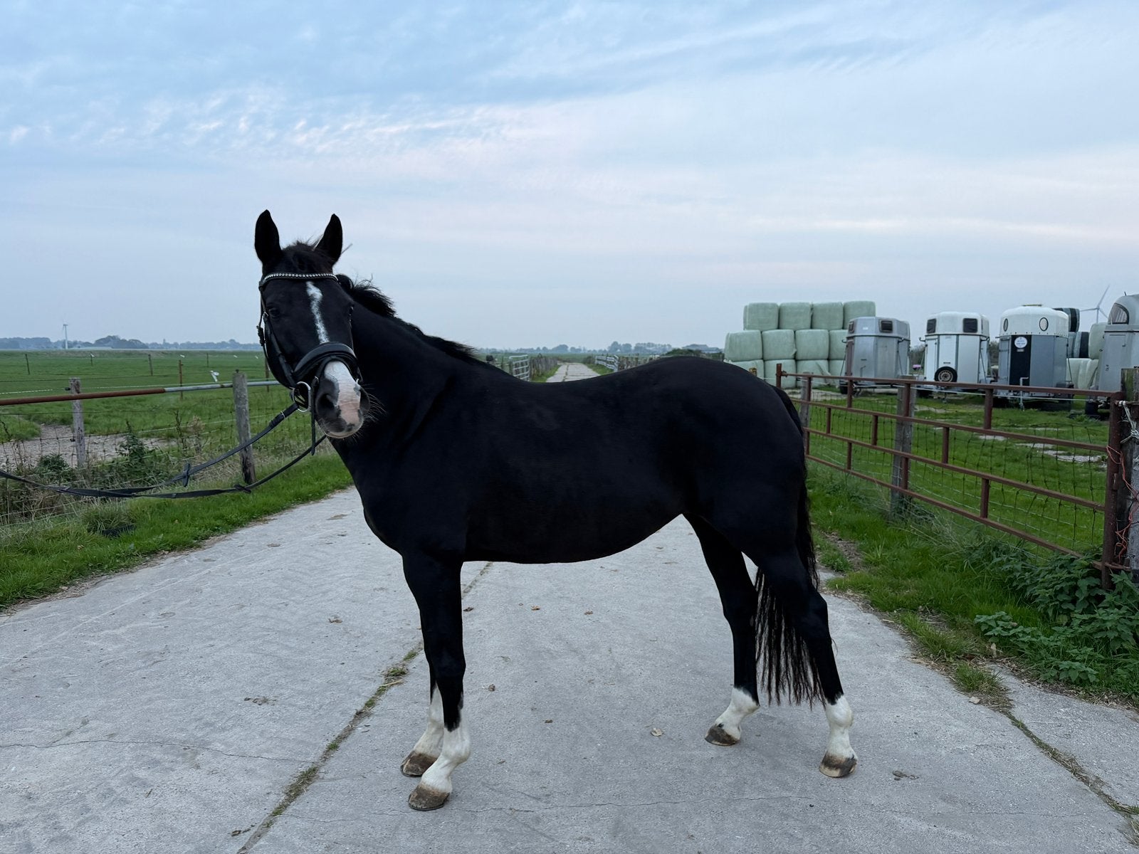 13 jarige kwpn stermerrie, Merrie, Met stamboom, Dressuurpaard, L