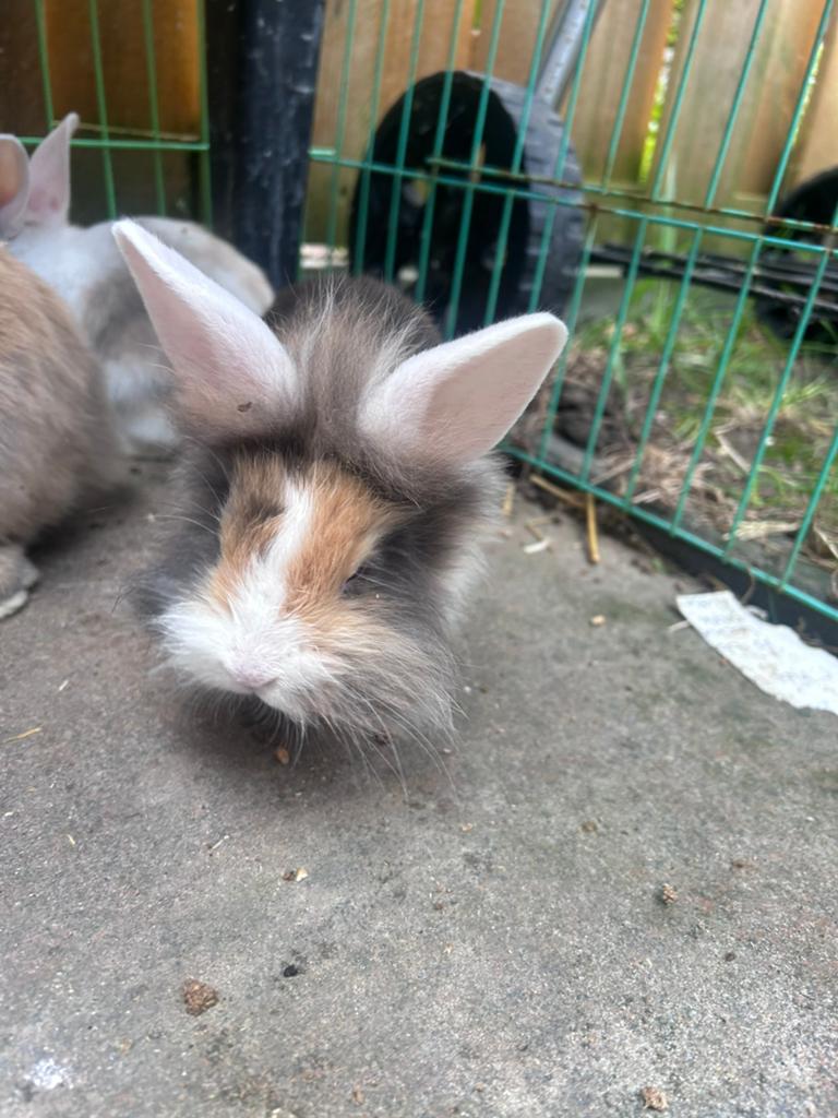 Ontzettend mooie en leuke jonge konijntjes te koop, Meerdere dieren, Dwerg