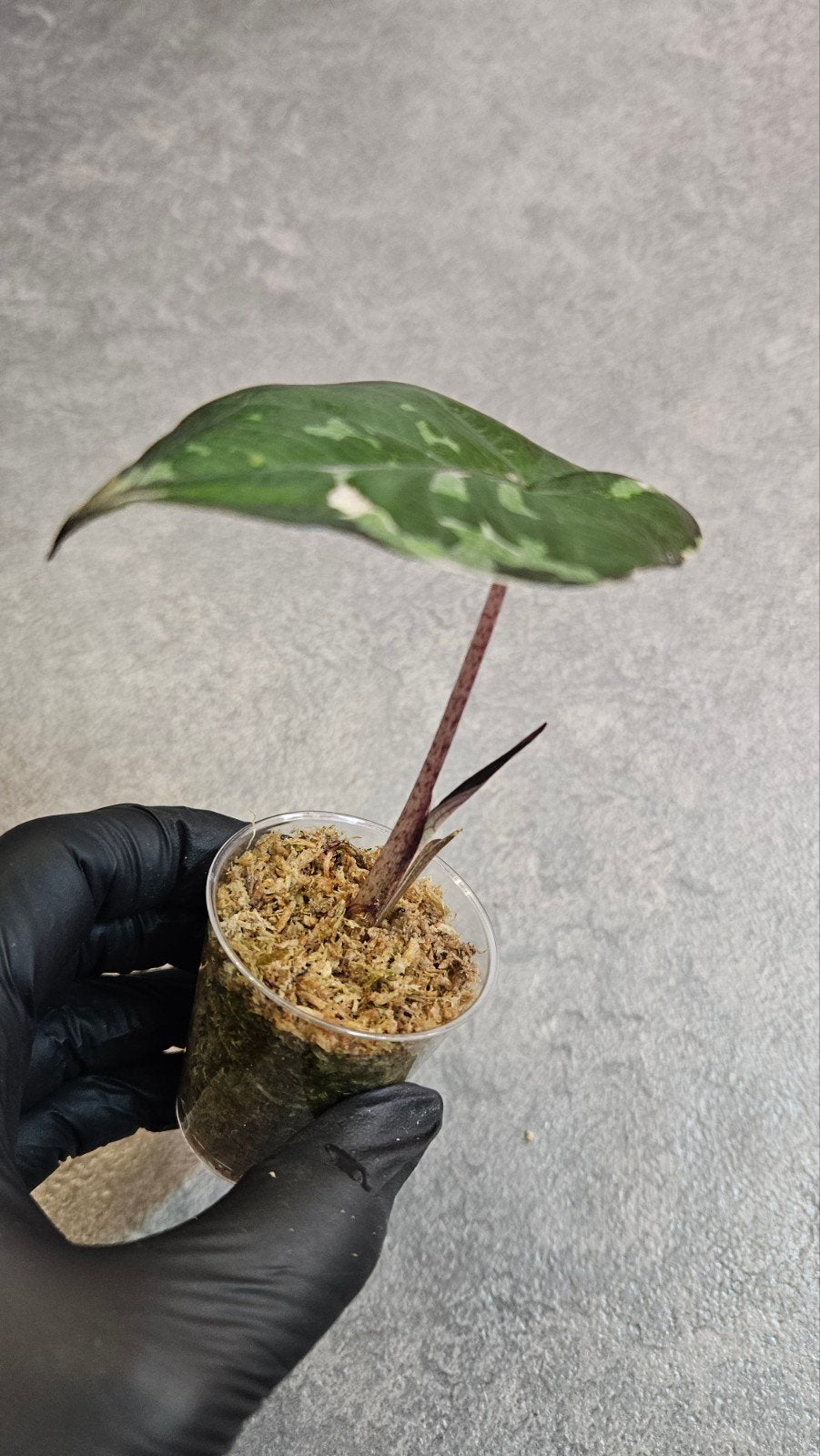 Alocasia Serendipity Pink Variegata, Ophalen of Verzenden, Halfschaduw, Minder dan 100 cm