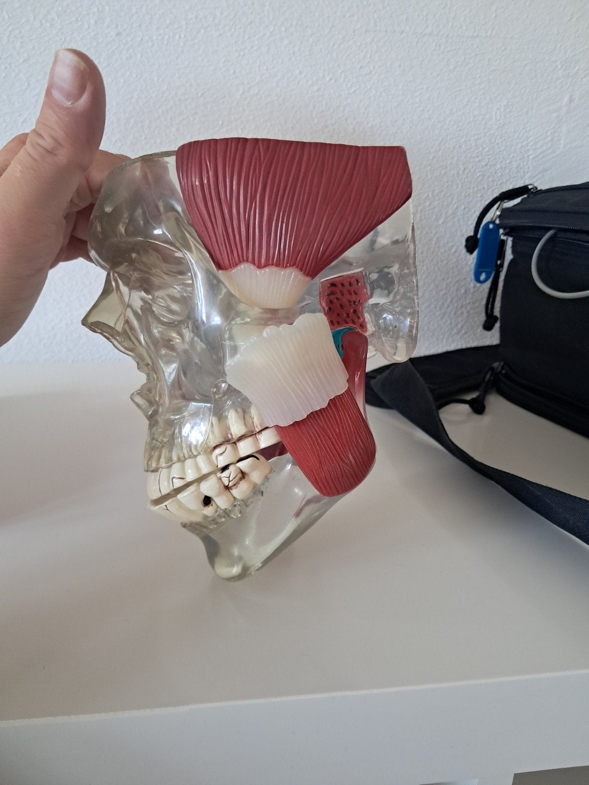 Anatomisch model kaakgewricht, Ophalen of Verzenden, Zo goed als nieuw