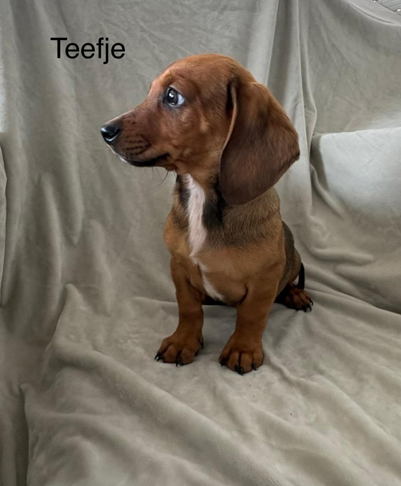 Teckel puppy's, Parvo, Standaard, 8 tot 15 weken, Korthaar