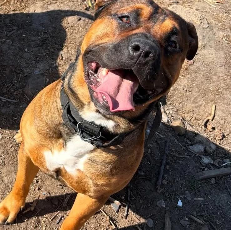 hond, Reu, Eén hond, 3 tot 5 jaar, Nederland