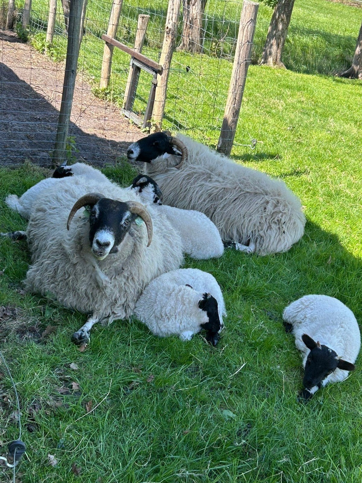 Te koop scottisch blackface ooi, Vrouwelijk, Schaap