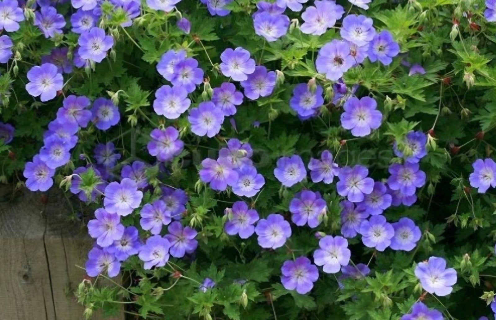 Blauwe Bodembedekker: Geranium Rozanne, Tuin en Terras, Ophalen of Verzenden, Bodembedekkers, Halfschaduw