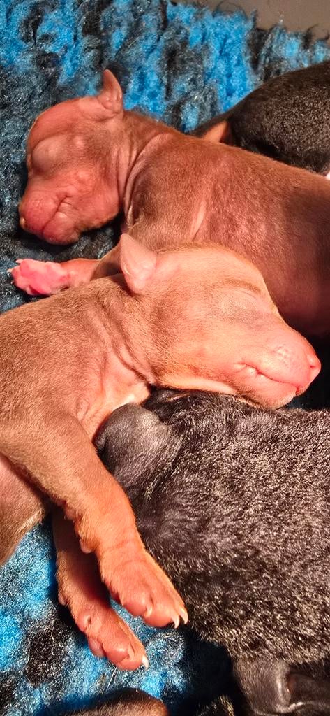 American Hairless Terriër/ Amerikaanse Naakthond, Dieren en Toebehoren, Honden | Jack Russells en Terriërs, Overige rassen, 8 tot 15 weken