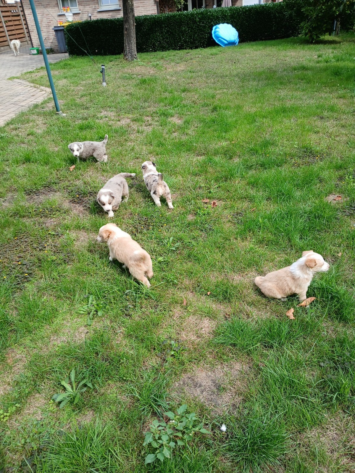 Border Collie Pups, België, Particulier, 8 tot 15 weken, Meerdere