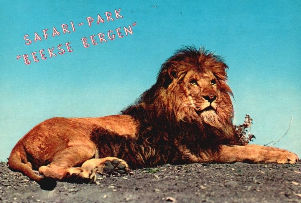 Hilvarenbeek Safaripark Beekse Bergen 1975., Verzamelen, Ophalen, 1960 tot 1980, Gelopen, Noord-Brabant