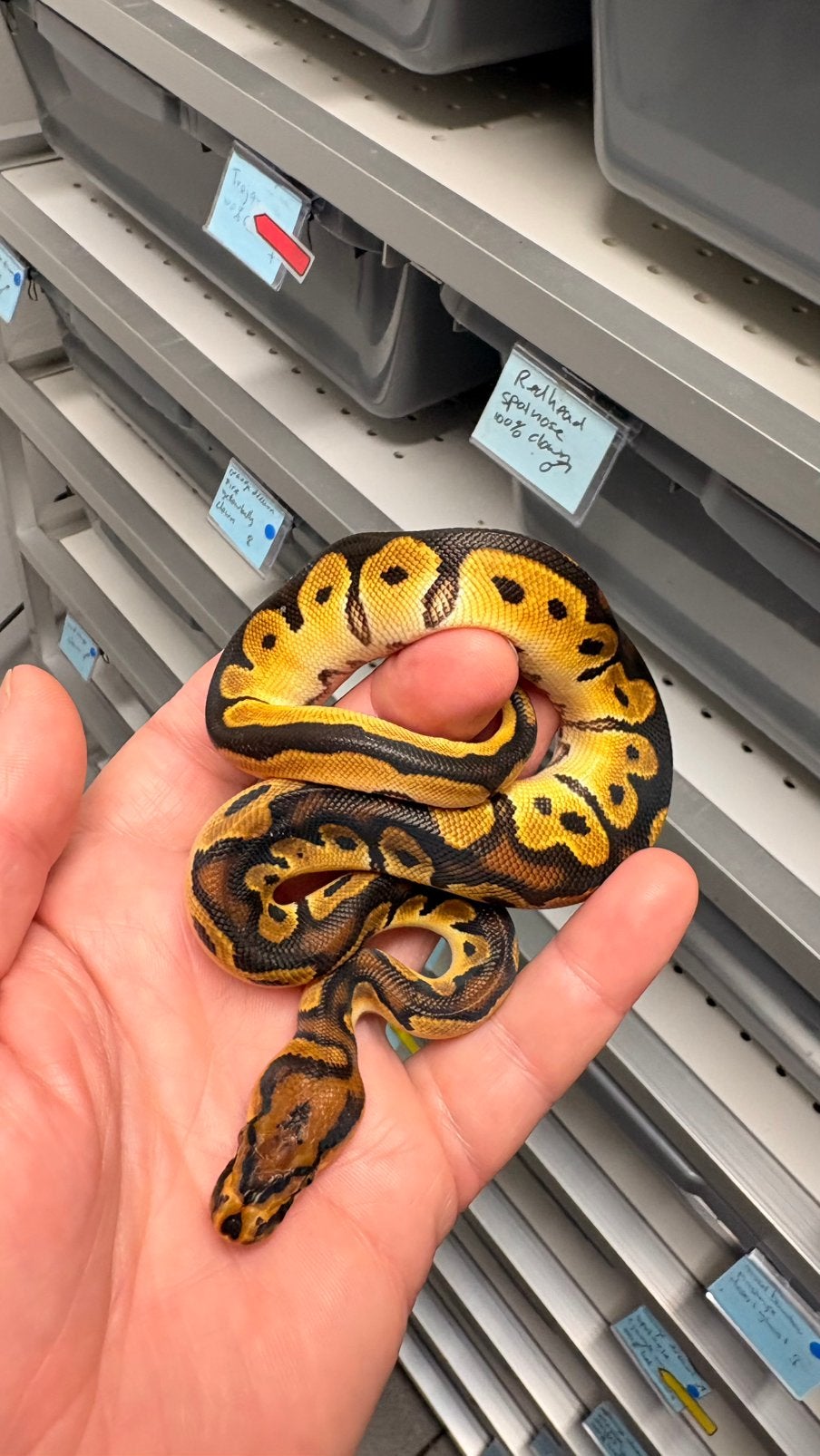 Orange dream clown ball python