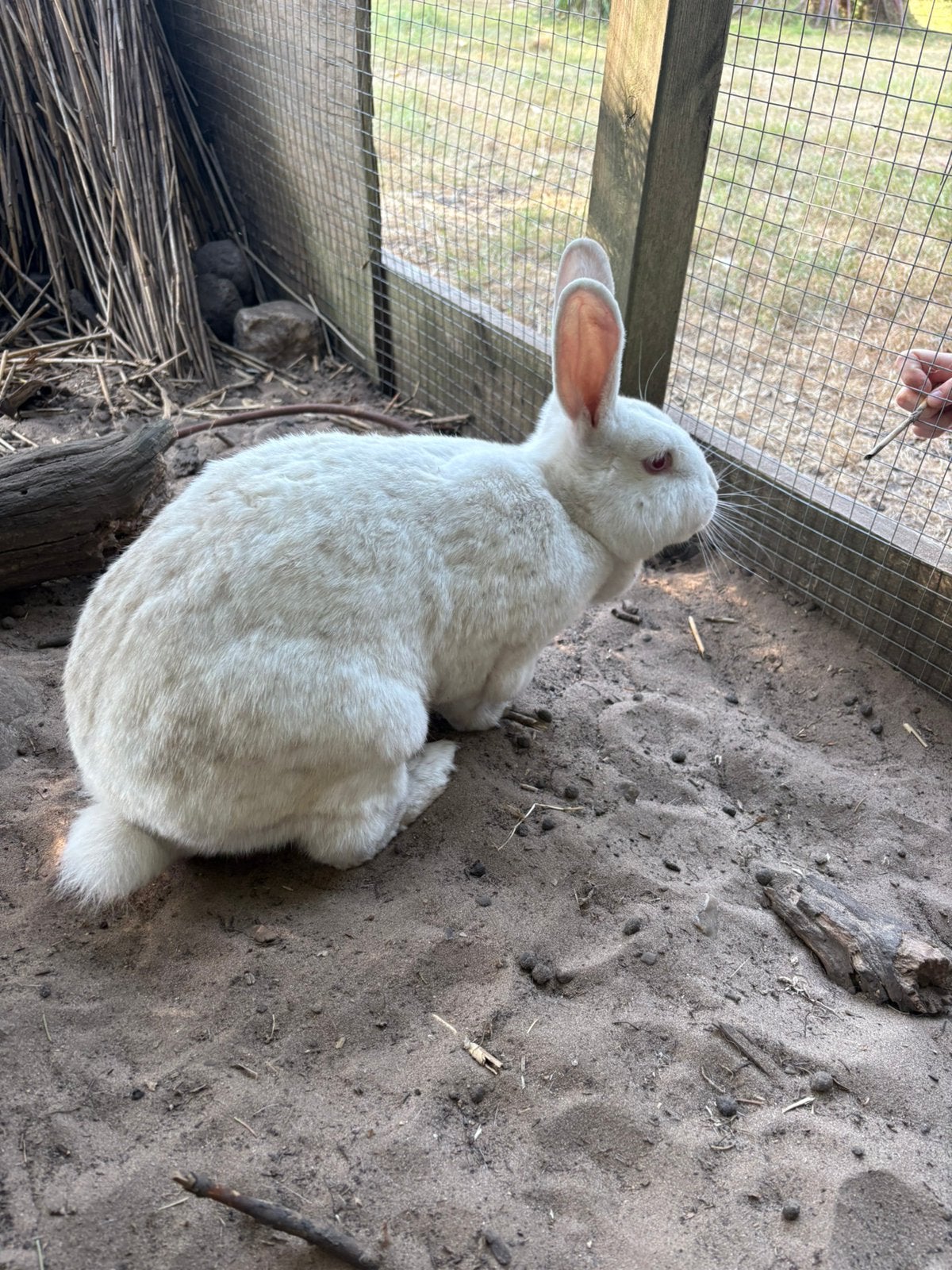 Witte Lotharinger, Vrouwelijk, Groot