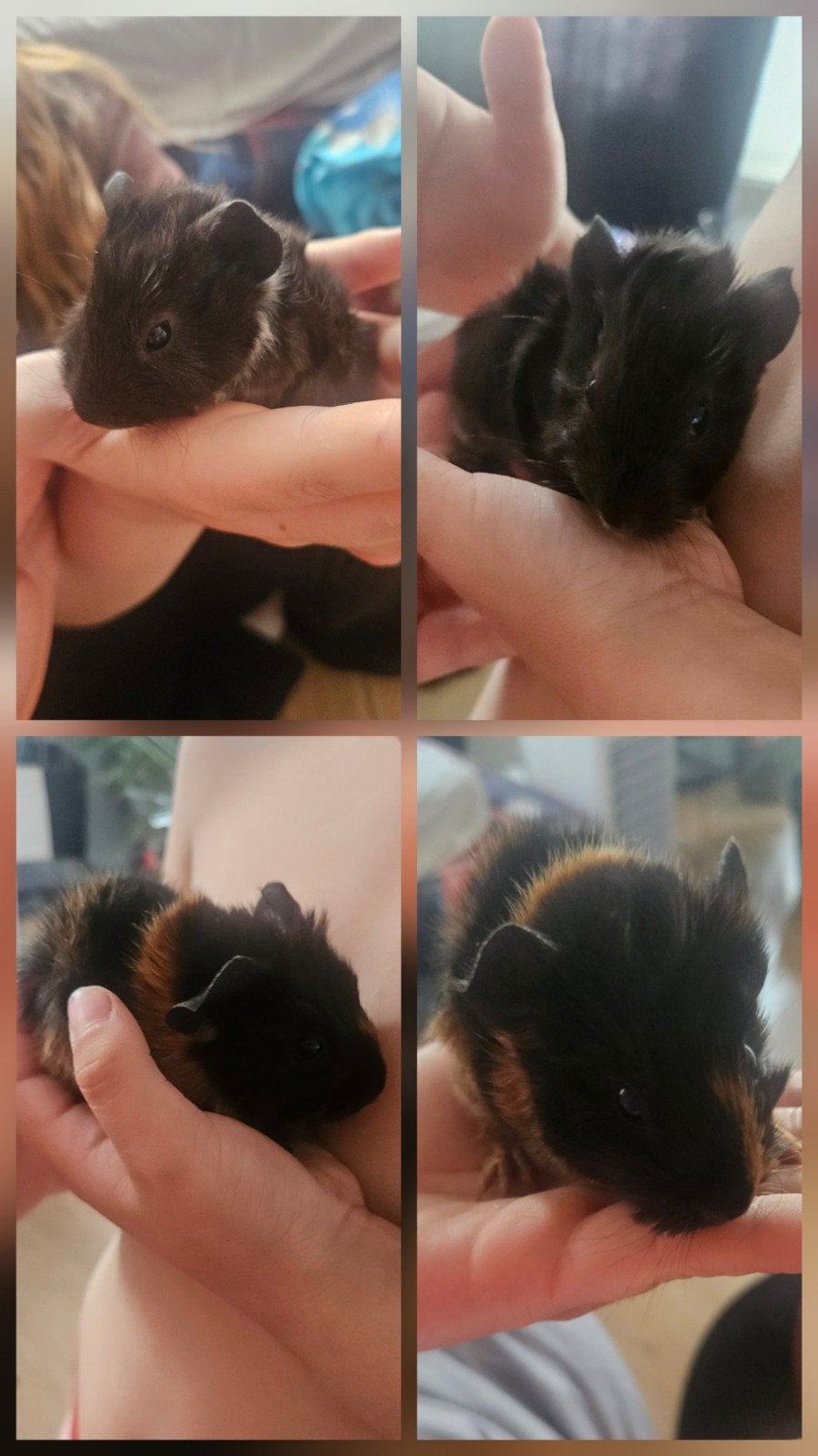 Wij hebben 2 baby cavia (beertjes) van juni, Dieren en Toebehoren, Knaagdieren, Juni, Mannelijk, Cavia