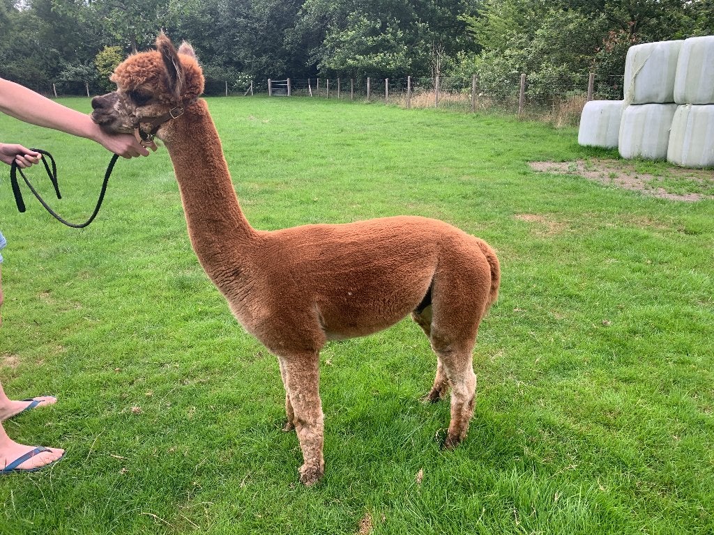 Alpaca dekhengst Phoenix, Juni, Mannelijk