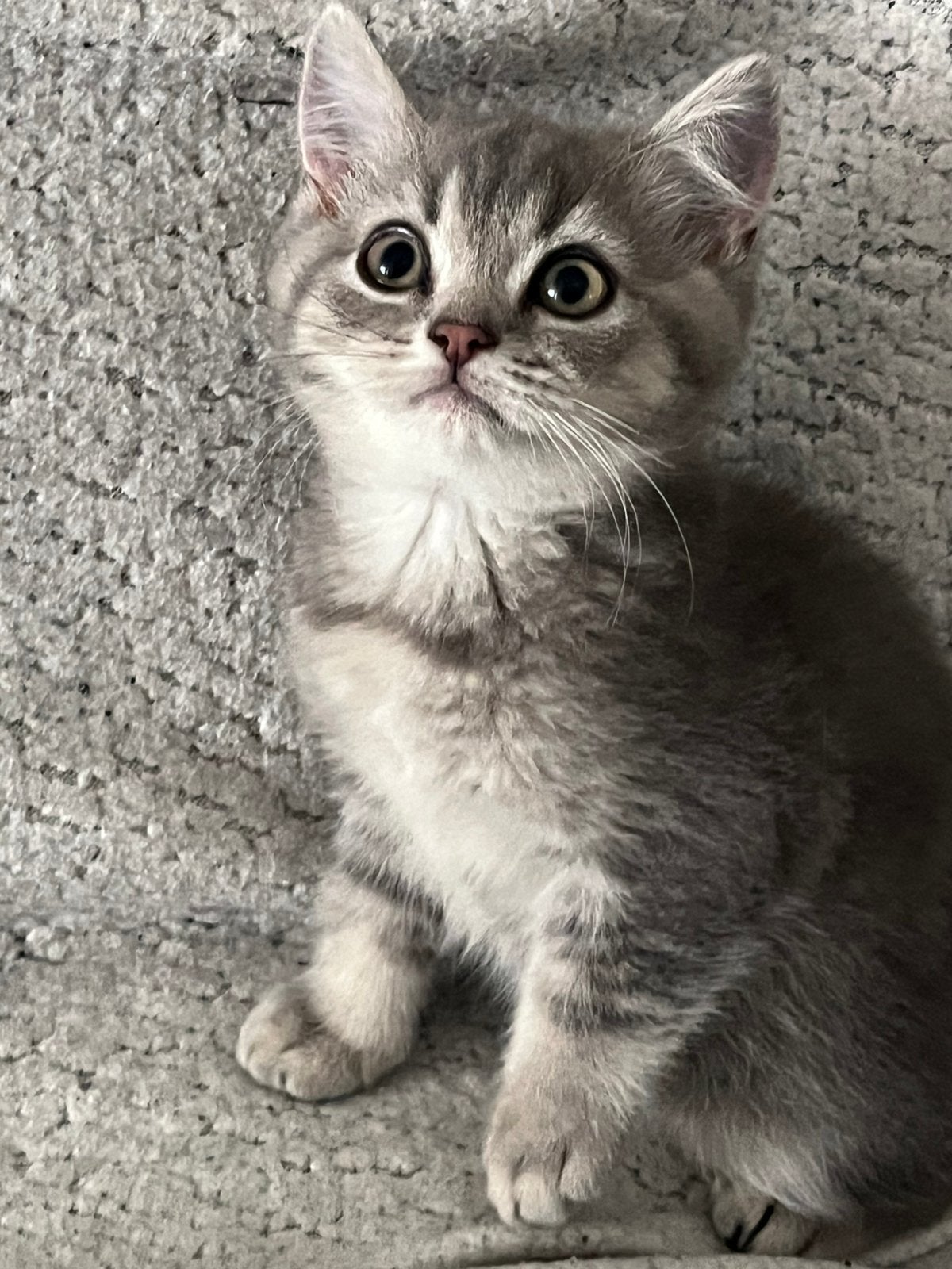 Raszuivere britse korthaar kittens, Dieren en Toebehoren