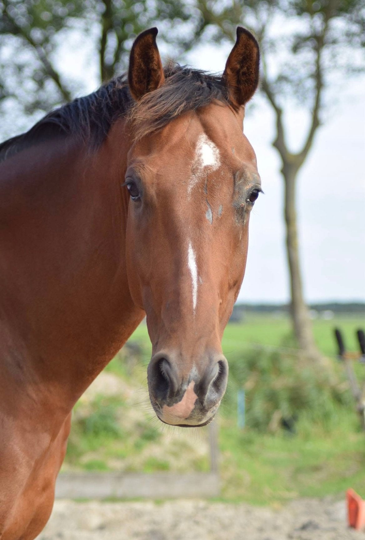 Johnson x Gribaldi dressuurpaard te koop, Dieren en Toebehoren, Ruin, M, Dressuurpaard, Gechipt