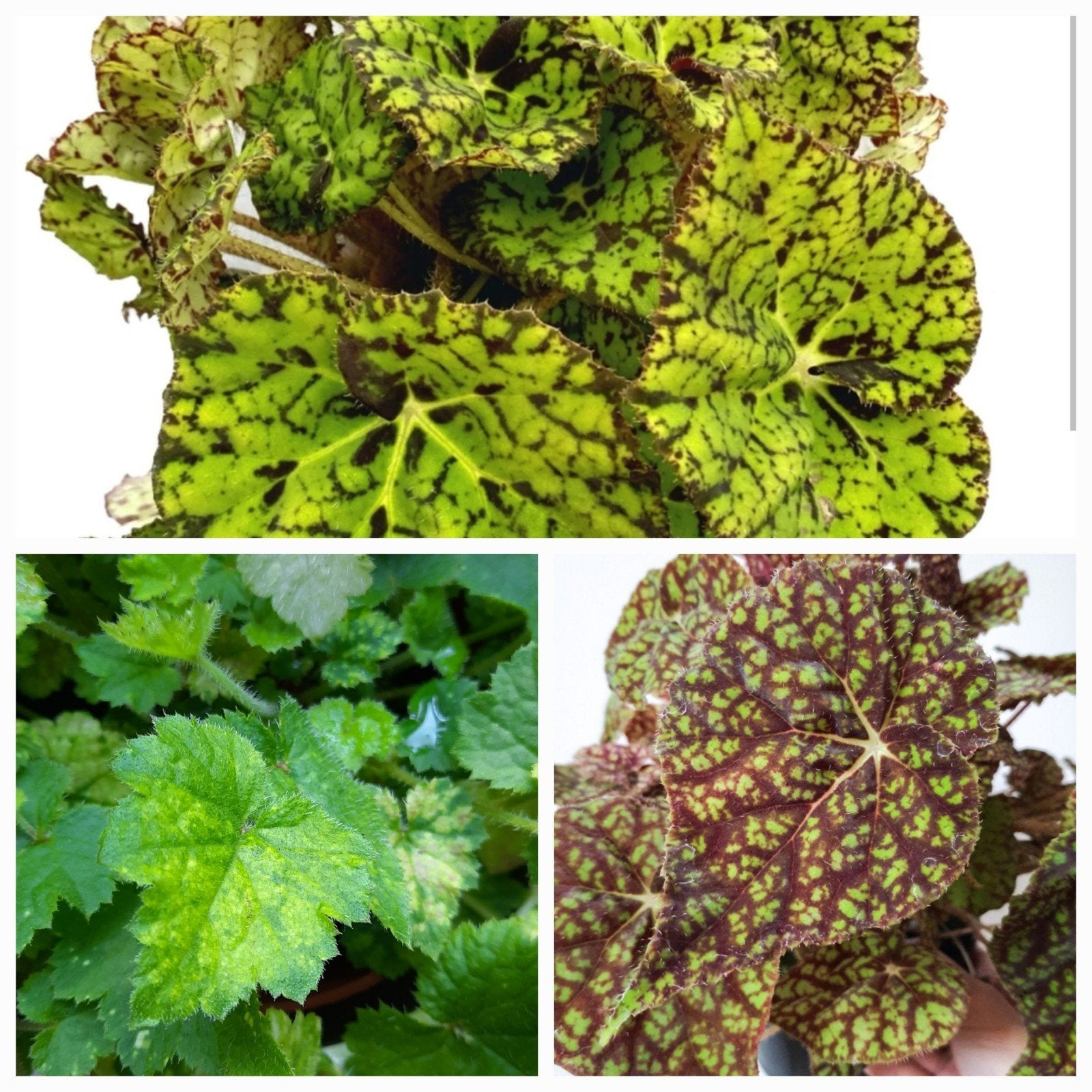 Stekken v Bladbegonia en kindje op moedersschoot, Ophalen of Verzenden, Halfschaduw, Minder dan 100 cm