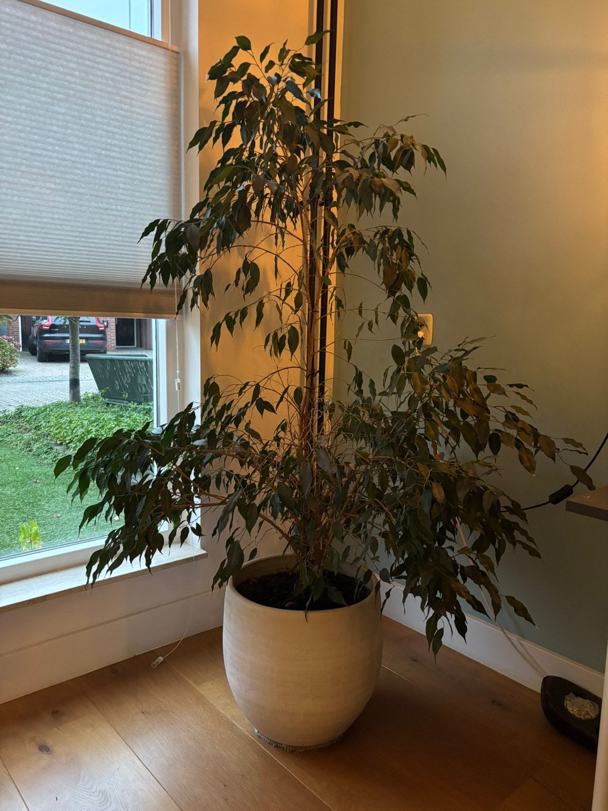 Grote kamerplant Treurvijg ficus benjamina, Ophalen, Ficus, Halfschaduw, 150 tot 200 cm