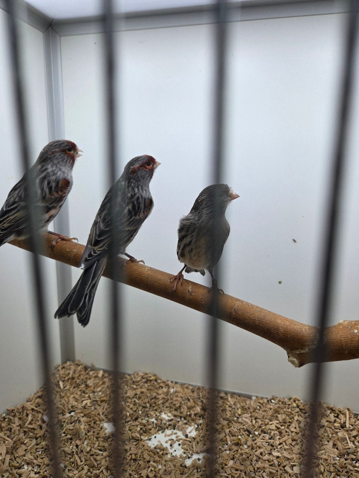 agaat roodmozaiek kanaries, Dieren en Toebehoren