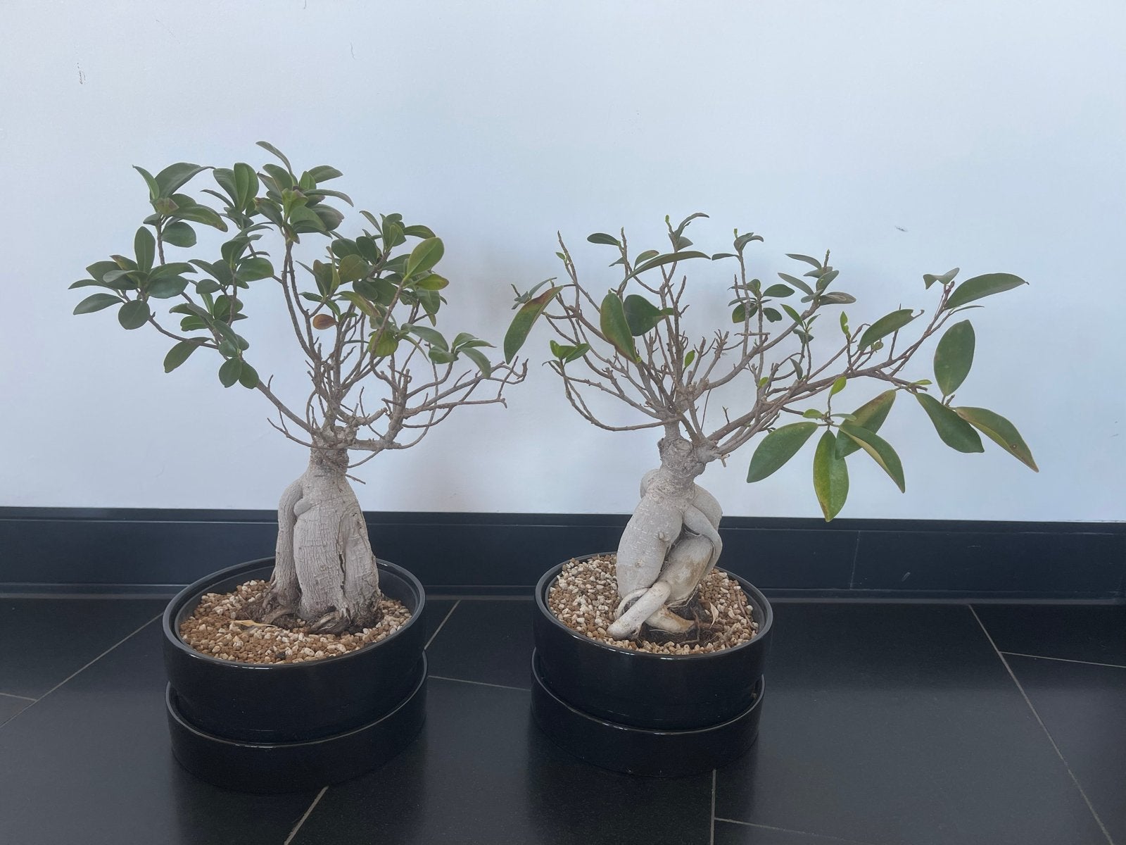 2 Ficus Benjamina Bonsai's inclusief pot, Vaste plant, Bloeit niet, Halfschaduw, Ophalen