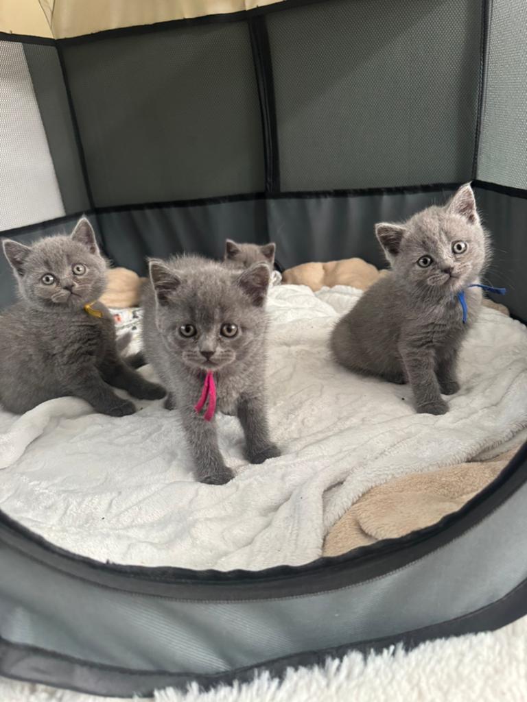 Prachtige Britse korthaar kittens, Meerdere dieren, Ontwormd, 0 tot 2 jaar