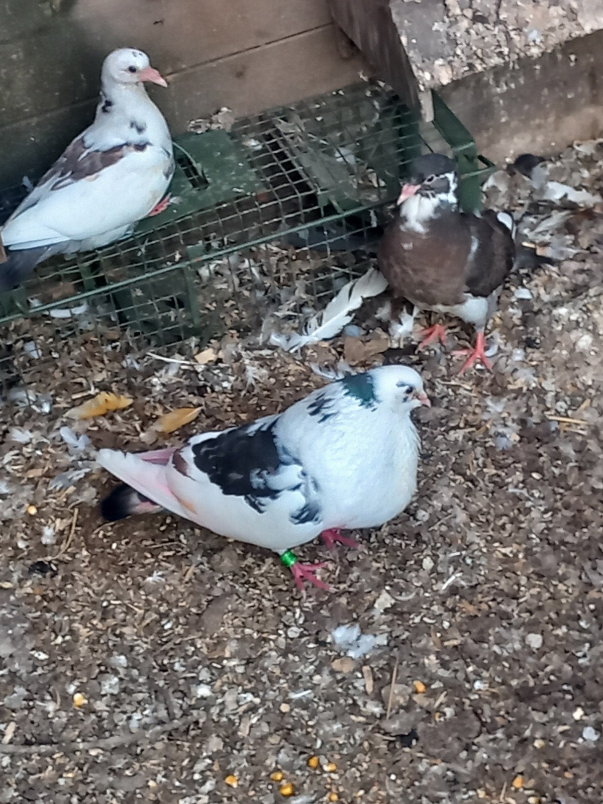 Slenk x tilduif lokkers kroppers, Dieren en Toebehoren, Meerdere dieren, Kropper