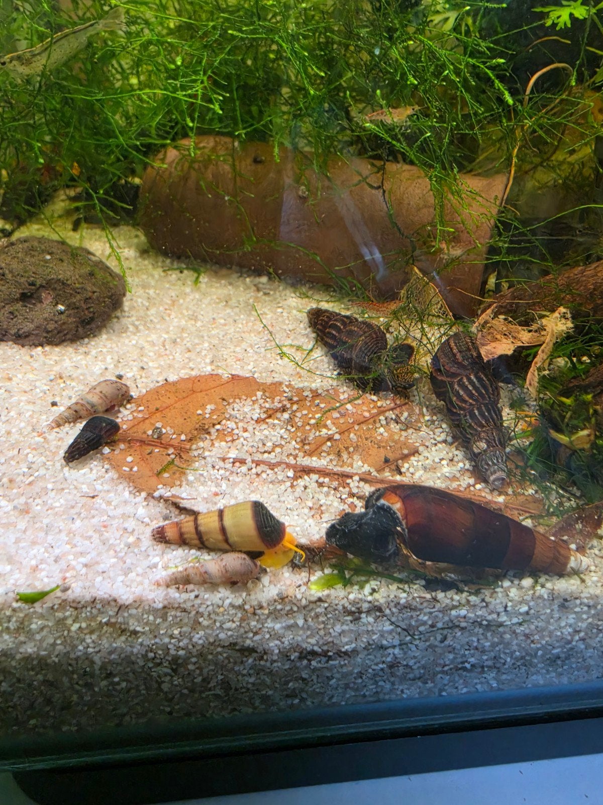 Tylomelania slakken, Rabbit snail, olifanten slakken., Slak of Weekdier