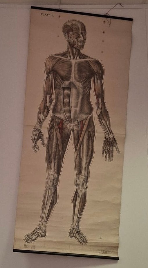Vintage Anatomische Schoolplaten - Menselijk Lichaam, Ophalen, Natuur en Biologie